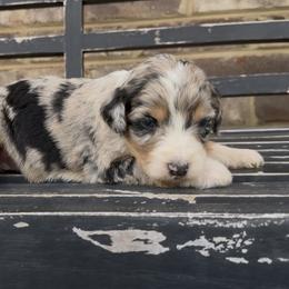 Rose - Blue merle female Aussiedoodle puppy in Cartersville, Georgia from Simply Blessed Doodles