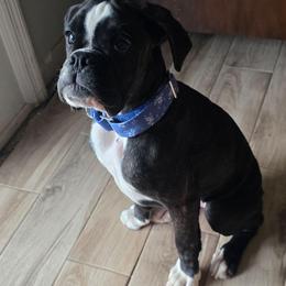 Tilly - Boxer
