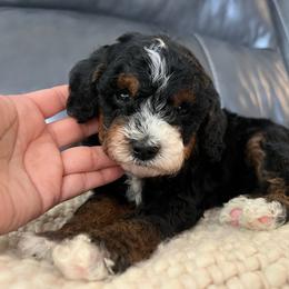 Waylon - Black male Goldendoodle puppy in Ottawa, Ohio from Simply Beautiful Goldendoodles