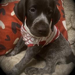 Pup 9 white available - Liver roan female German Shorthaired Pointer puppy in Hardeman County, Tennessee from Howell Farm GSP