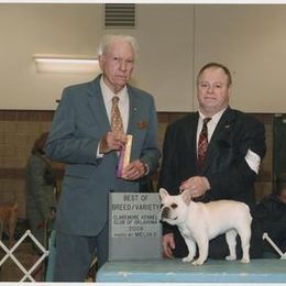 French Bulldog All Grown Up from Hillbuckle's French Bulldogs