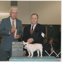 French Bulldog All Grown Up from Hillbuckle's French Bulldogs