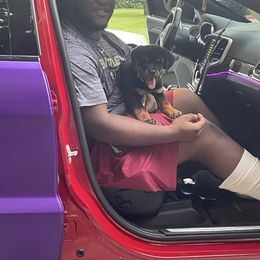 Boy 2 - Black and mahogany male Rottweiler puppy in Tallahassee, Florida from Patrick's Pups
