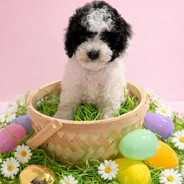Dot - Black and white female Cockapoo puppy in Crosby, Texas from Painted Rose Poodles and Doodles