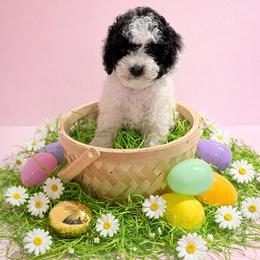Dot - Black and white female Cockapoo puppy in Crosby, Texas from Painted Rose Poodles and Doodles