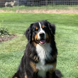 Bernese Mountain Dogs from Four-T's