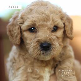 Peter - Apricot male Goldendoodle puppy in Lawton, Oklahoma from Nova's Minidoodles