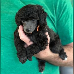 Boy 1 - Silver Poodle puppy in Dallas, Texas from Infinity Poodles