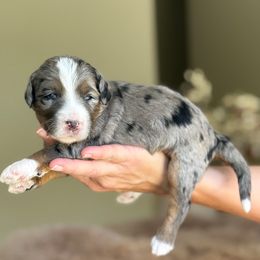 India - Blue merle female Bernedoodle puppy in Yuciapa, California from AlltheDoodlez_