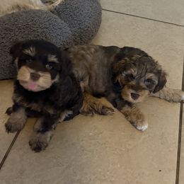 Miniature Schnauzer Puppies from Tamed by Emmy (Emariella’s Miniature Schnauzers)