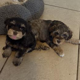 Miniature Schnauzer Puppies from Tamed by Emmy (Emariella’s Miniature Schnauzers)