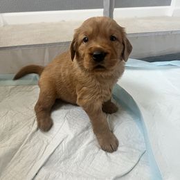 Puppy Pick 4 - Boy - Dark golden Golden Retriever puppy in Discovery Bay, California from River City Golden Retrievers