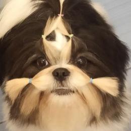 Kamila - Shih Tzu
