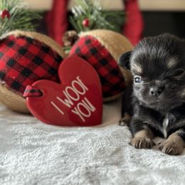 Chihuahua Puppies from Sunset Eves Chihuahuas