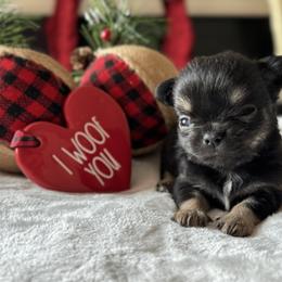 Chihuahua Puppies from Sunset Eves Chihuahuas