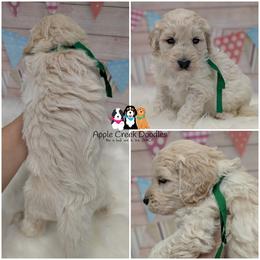 Lobo - Apple Creek Doodles - Since 2004. - Cream male Goldendoodle puppy in Jeddo, Michigan from Apple Creek Doodles