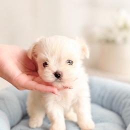 Atom - White male Maltese puppy in Mc Kinney, Texas from Made to Love Maltese LLC