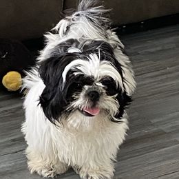Val or tinkie - Shih Tzu
