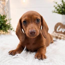 Drew READY NOW - Red male Dachshund puppy in Desloge, Missouri from Snows Doxies
