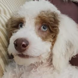 Ben - Poodle