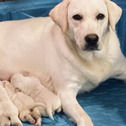 Riley - Labrador Retriever