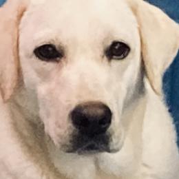Riley - Labrador Retriever