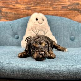 Winnie - Black white and tan female Cockapoo puppy in Lancaster, Missouri from Cavapoo Acres