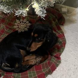 Lady - Dachshund