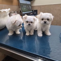 Elsa the Snow Queen - White female Maltese puppy in Washington from Mt.BakerPoodles&Doodles