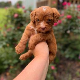 Boots - Red male Cavapoo puppy in Colcord, Oklahoma from Copper Lane Aussies, Doodles & Cavapoos