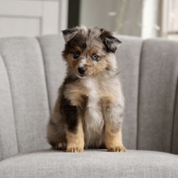 Australian Shepherd, Miniature American Shepherd, Miniature Australian Shepherd, and Toy Australian Shepherd Puppies from Painted Blue Aussies