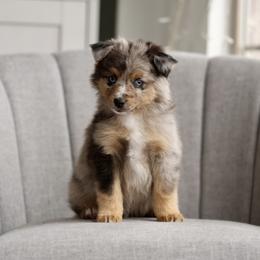 Australian Shepherd, Miniature American Shepherd, Miniature Australian Shepherd, and Toy Australian Shepherd Puppies from Painted Blue Aussies