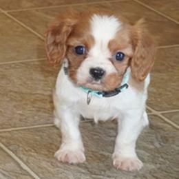 Jake - Blenheim male Cavalier King Charles Spaniel puppy in Pleasant City, Ohio from cywood's ohio cavaliers