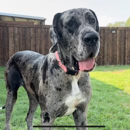 Maxine - Merle female Great Dane puppy in Granbury, Texas from Anderson Blau’s Great Danes