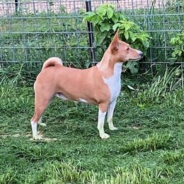 Phoenix - Basenji