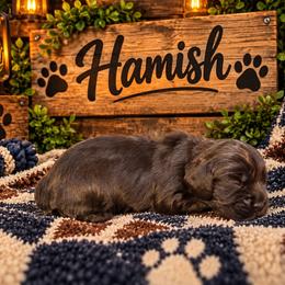Hamish - Brown male Cocker Spaniel puppy in Clinton, Oklahoma from Enchanted Spaniels