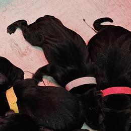 Grey Collar - Male - Black male Labrador Retriever puppy in Boyd, Minnesota from Lindley Labradors