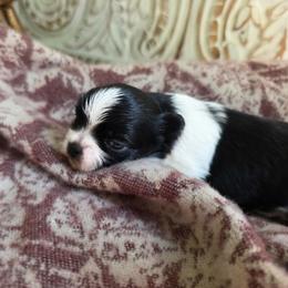 Finn - Black male Mi-Ki puppy in San Francisco, California from Moonstone miki's