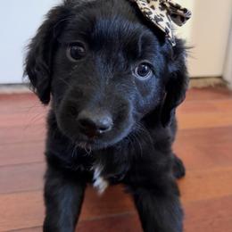 Purple - Black female Golden Aussiedoodle puppy in Chino Valley, Arizona from AZ Stickerdoodles