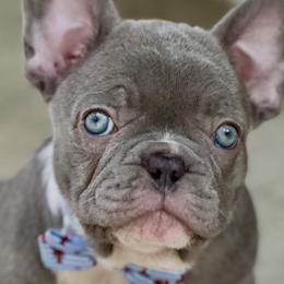 French Bulldogs from BlueCairo Frenchies