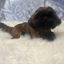 June bug(Brown) - Black gold and white male Shih Tzu puppy in Tenino, Washington from Fantasy Realm Shih Tzus