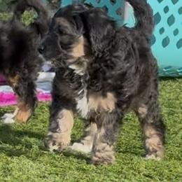 Rogue - Black and white male Sheepadoodle puppy in Roseburg, Oregon from Sharon’s Sheepadoodle’s