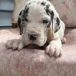 Rhodes - Harlequin male Great Dane puppy in Cadillac, Michigan from Garrow Danes House of Blues