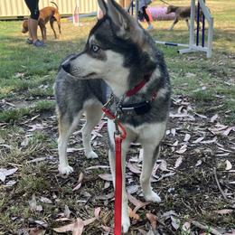 Aia - Alaskan Klee Kai