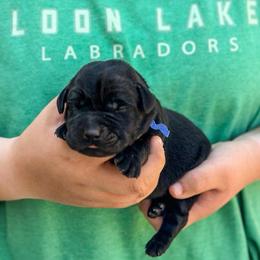 Blue collar boy - Black male Labrador Retriever puppy in Lake City, Michigan from Loon Lake Labradors