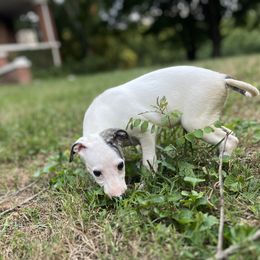 Whippet puppies from Ivanhoe Borzoi