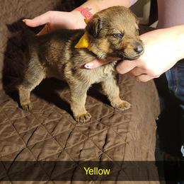 YELLOW - Sable female German Shepherd puppy in Willoughby, Ohio from WolfPackk