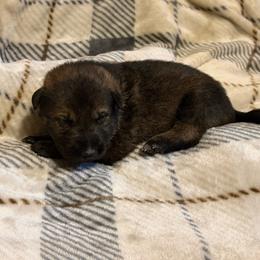 Pickles - Sable male German Shepherd puppy in Ashland, Alabama from CzechDDR