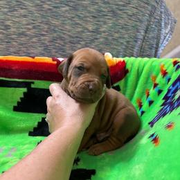 Boy 1 - Rd whtn brn nose male Rhodesian Ridgeback puppy in Ocala, Florida from DogWood Kennels