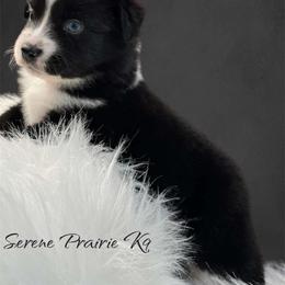 Miniature American Shepherd and Miniature Australian Shepherd Puppies from ShawnMarie Davis